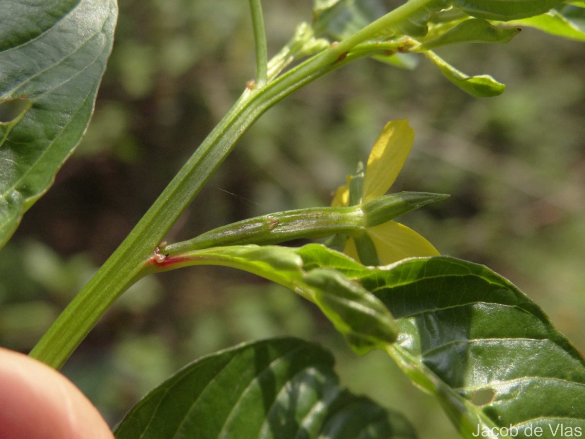 Ludwigia hyssopifolia (G.Don) Exell